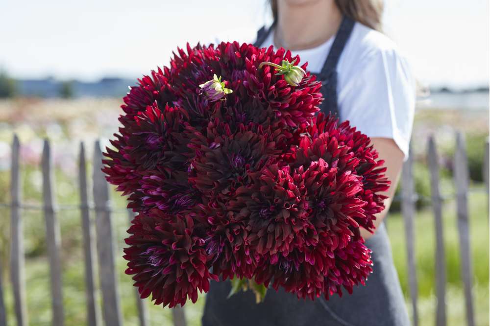 Dahlia 'Hollyhill Black Beauty'